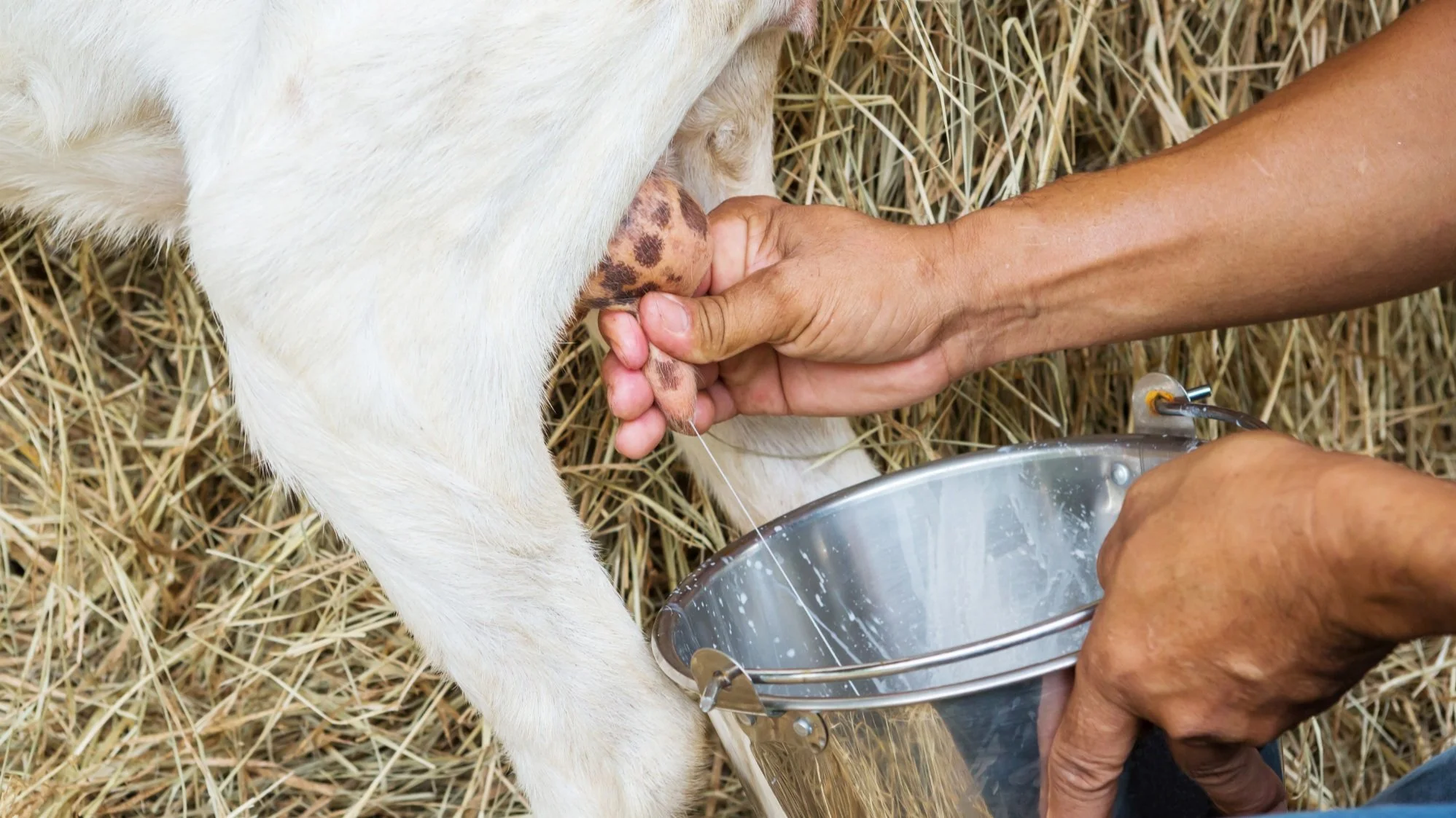 Raising dairy goats deals